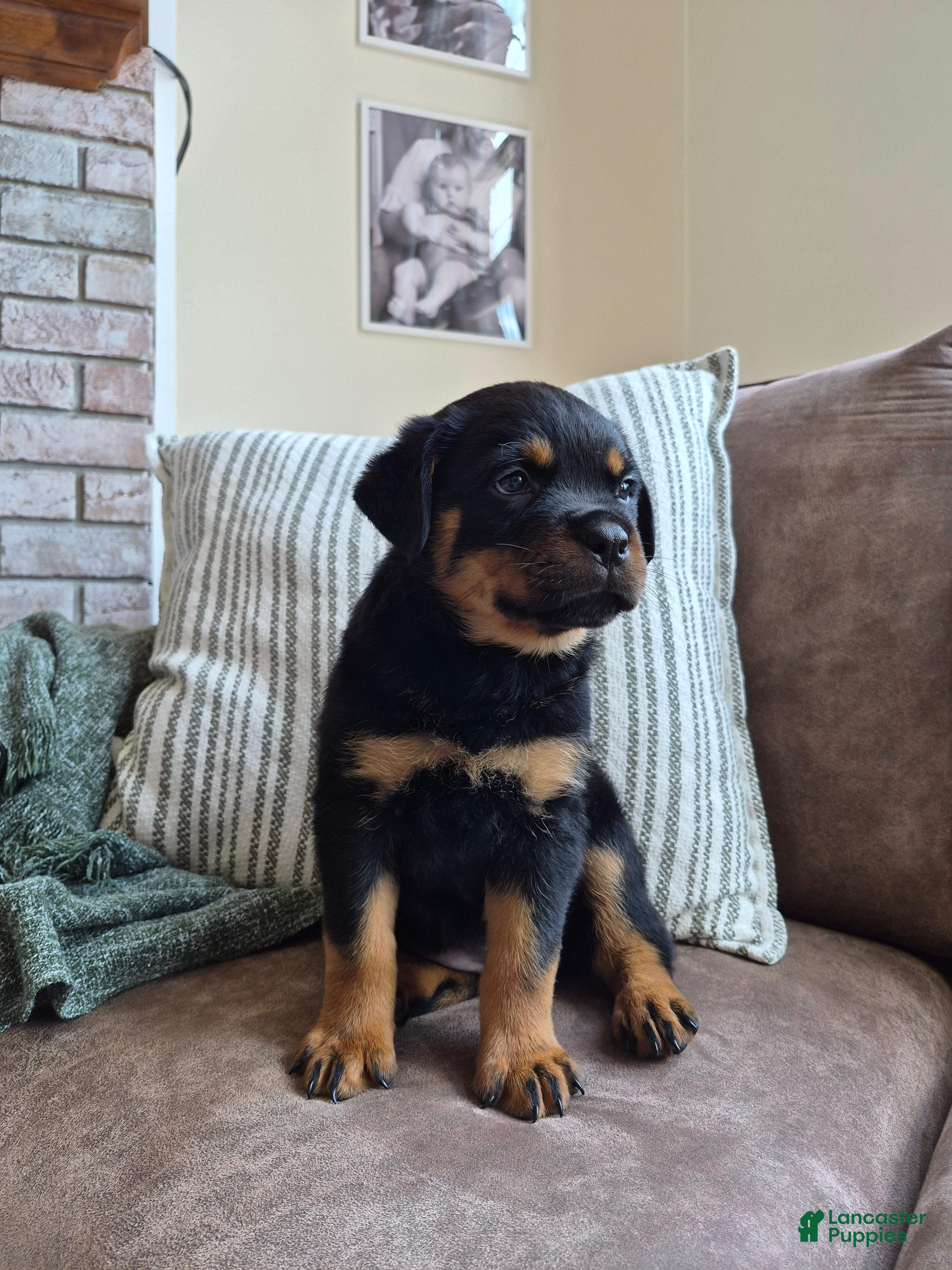 Rottweiler dogs Nova - Ad 2