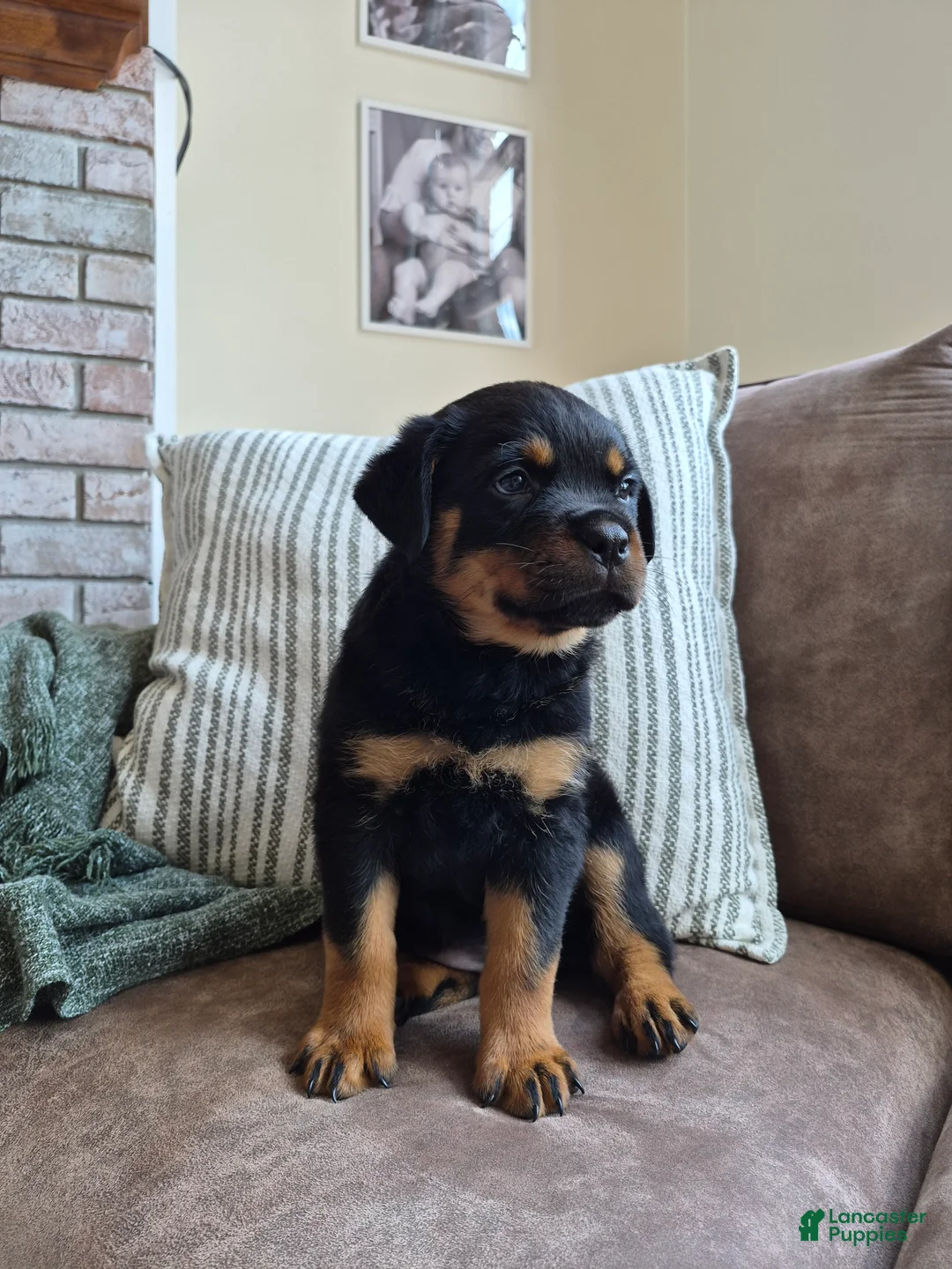 Rottweiler dogs for sale: Nova - Ad 2