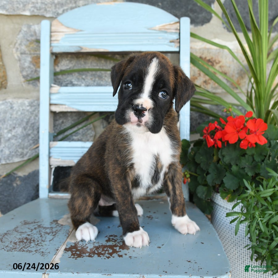 Boxer dogs Bella   - Ad 1