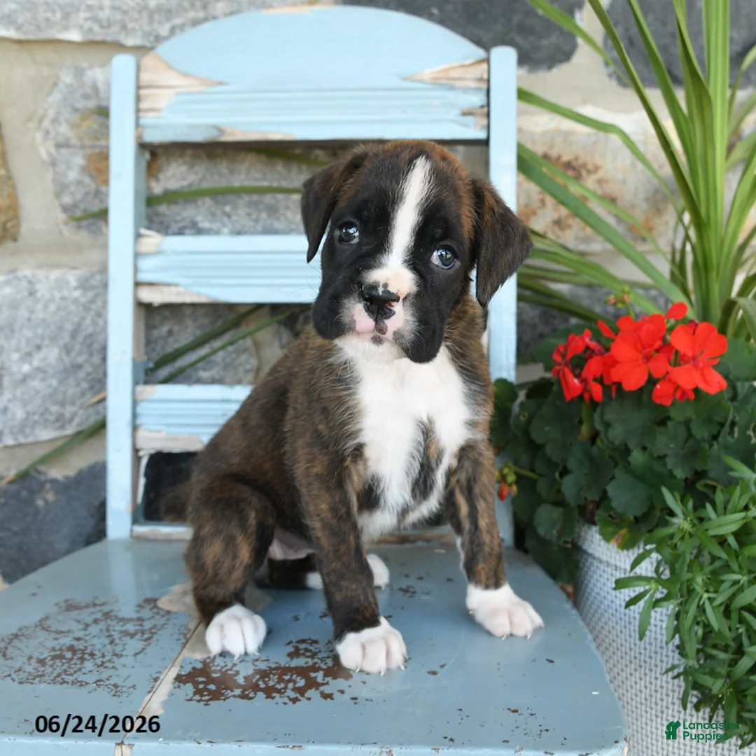 Boxer dogs for sale: Bella   - Ad 1