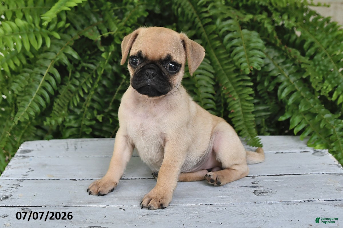Pug dogs Ember - Ad 2