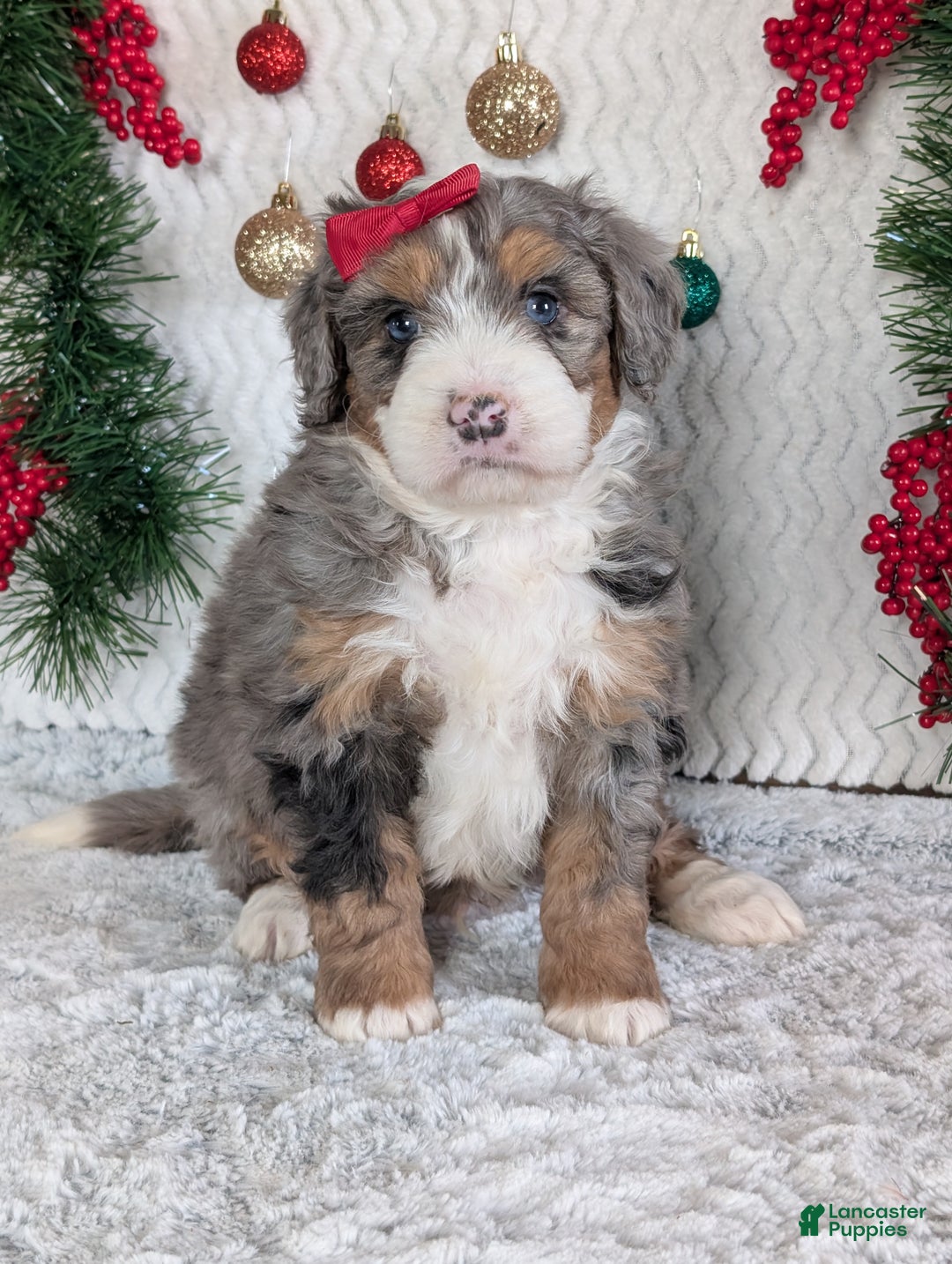 Mini Bernedoodle dogs for sale: Mini Niko  - Ad 4