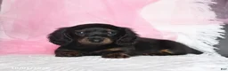 Miniature Dachshund dogs for sale: Tina  - Ad 3