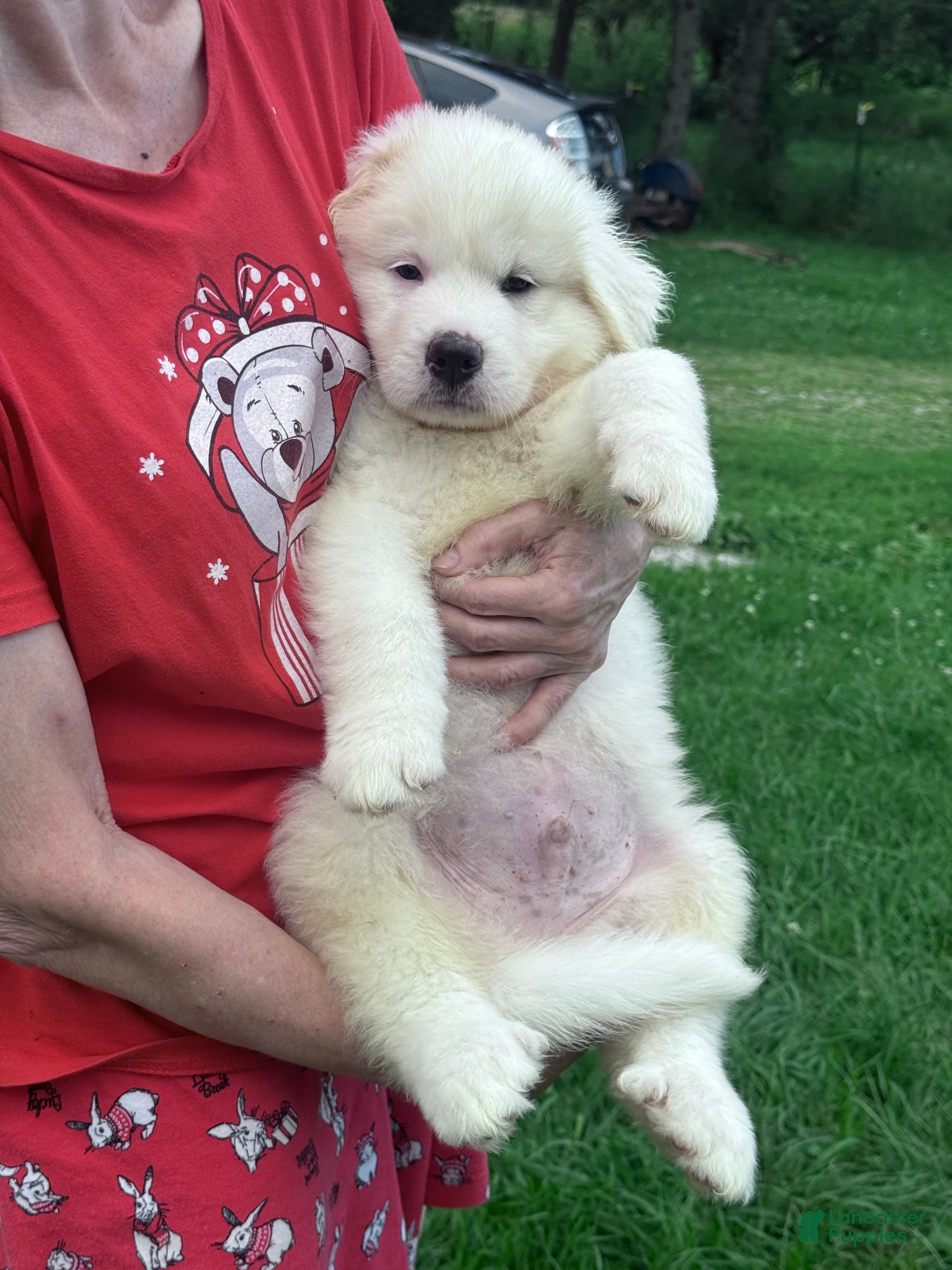 Great Pyrenees dogs Mr Black  - Ad 30