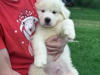 Great Pyrenees dogs Mr Black - Ad 30