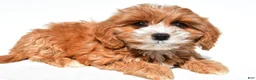 Cavapoo dogs for sale: Joy - Ad 5