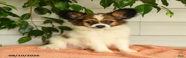 Randol