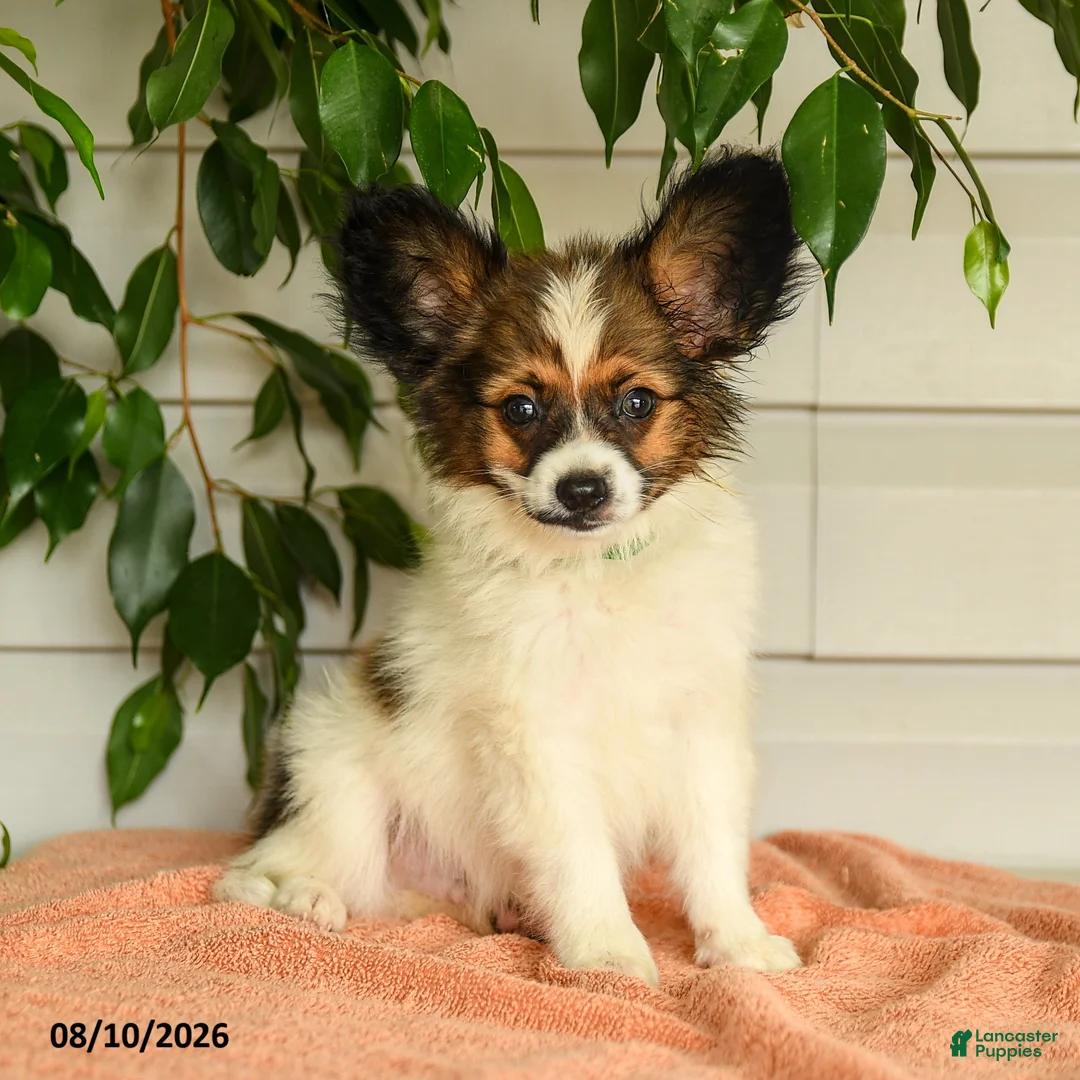 Papillon dogs for sale: Randol - Ad 1