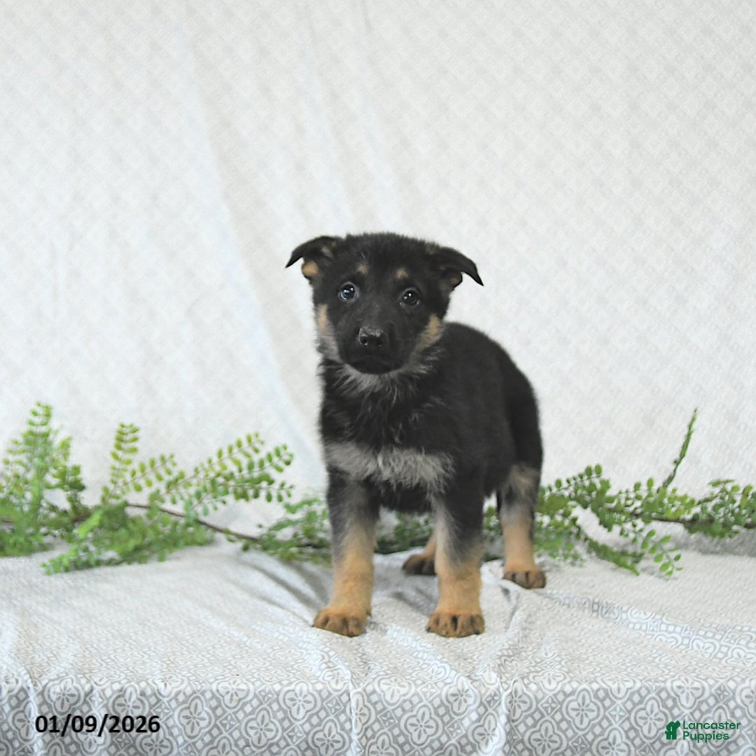 German Shepherd dogs for sale: Lady - Ad 3