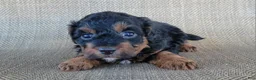 Shihpoo dogs for sale: Maui  - Ad 5