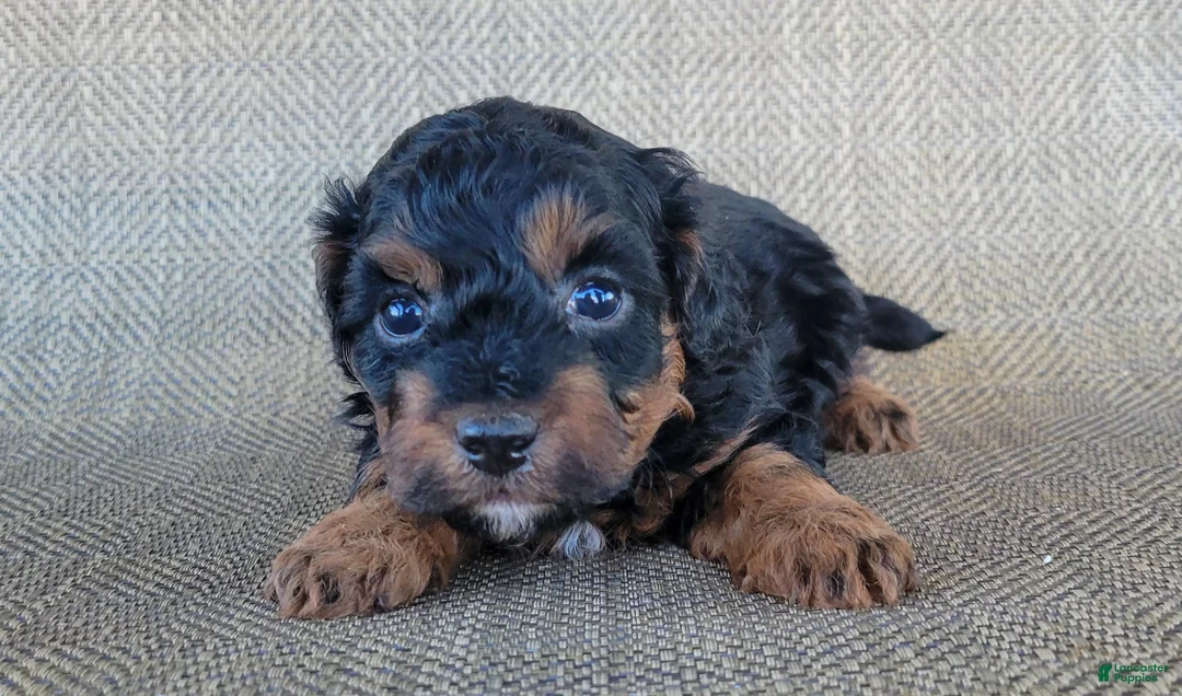 Shihpoo dogs for sale: Maui  - Ad 5