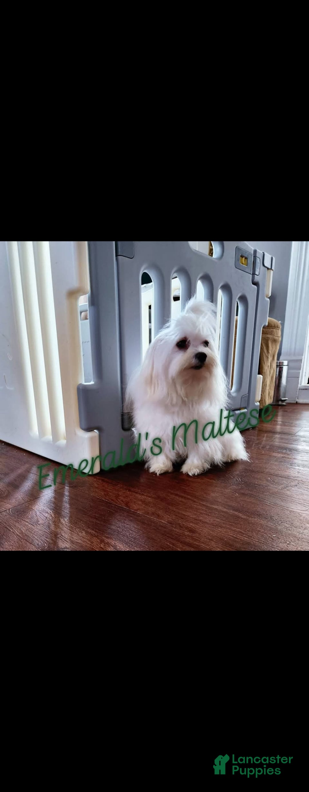 Maltese dogs for sale: Maltese Puppy 1 - Ad 2