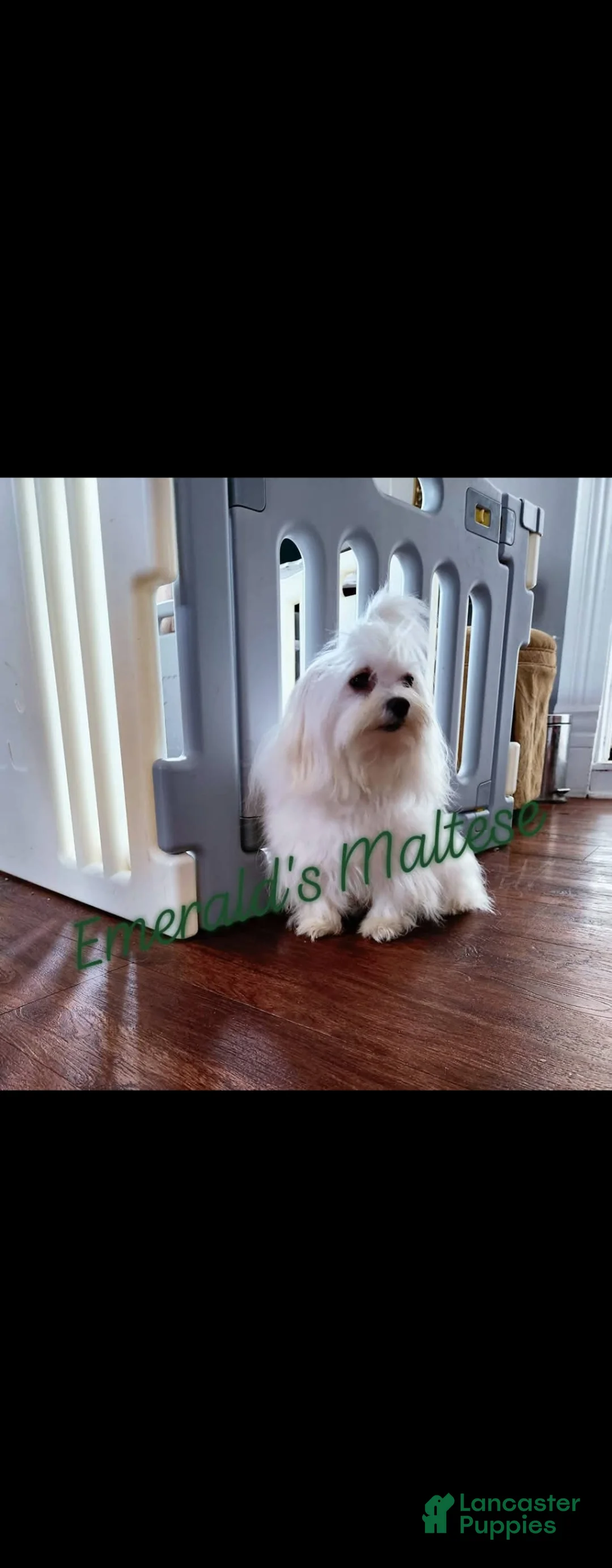 Maltese dogs for sale: Maltese Puppy 1 - Ad 2