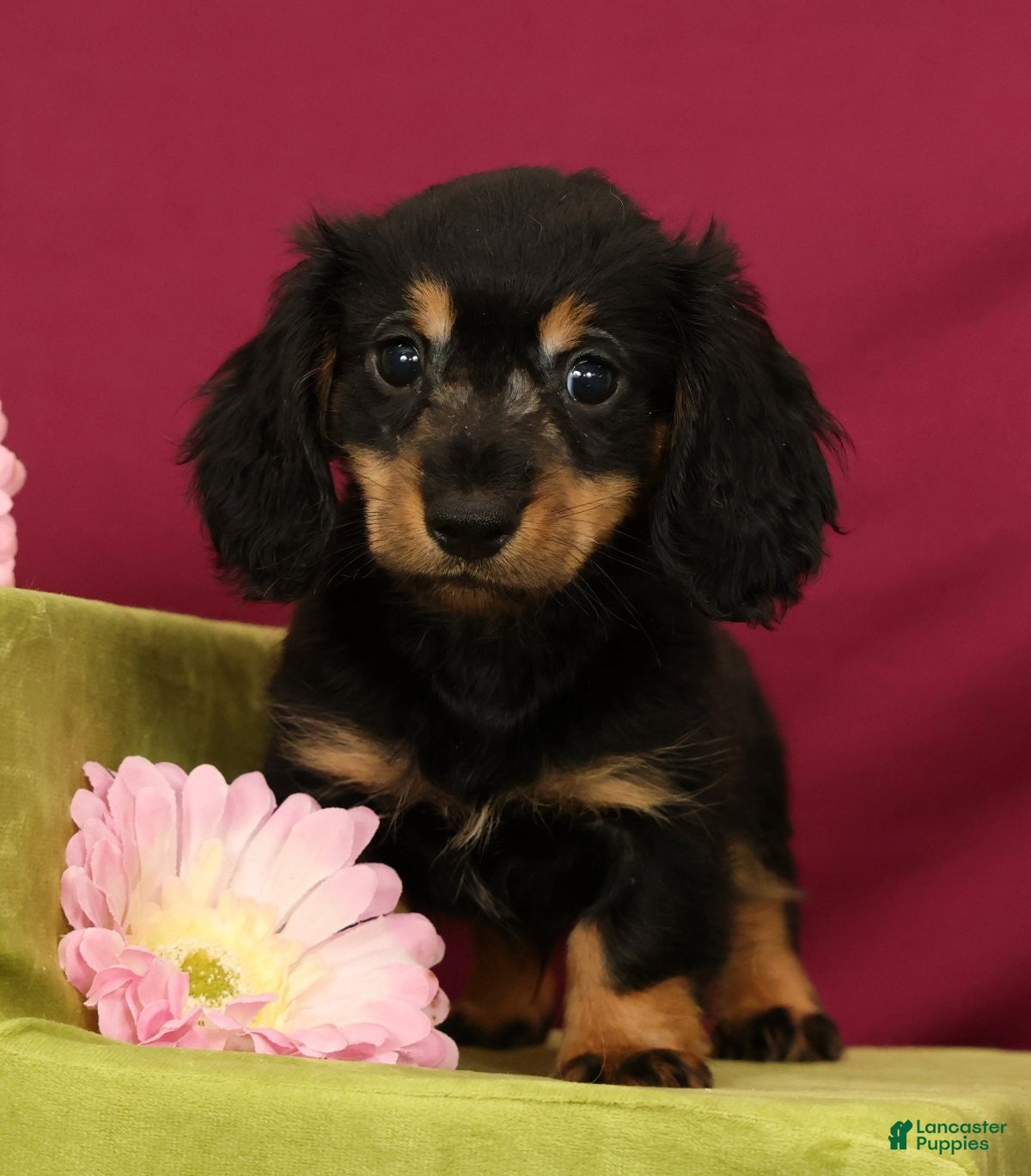 Miniature Dachshund dogs Smokey - Ad 2