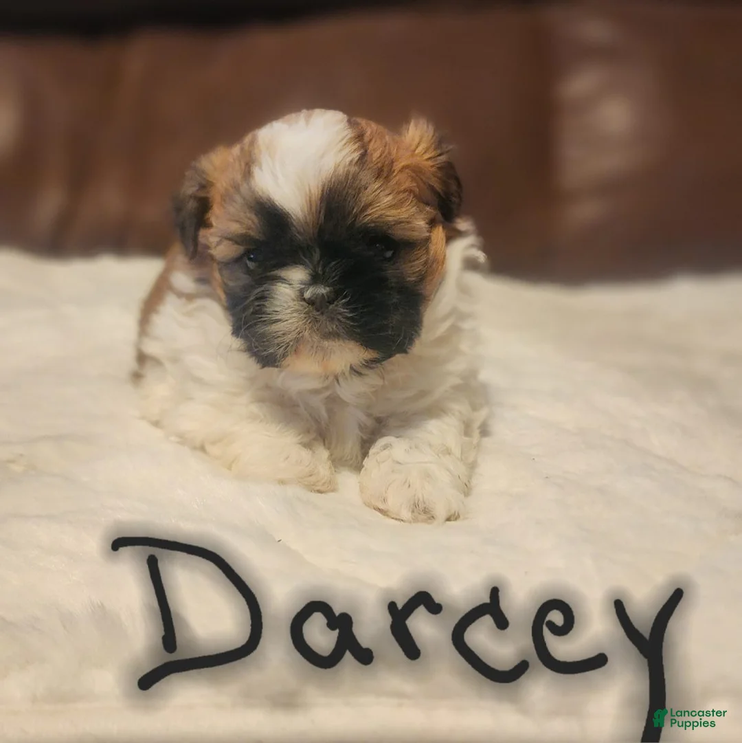 Shih Tzu dogs for sale: Darcey - Ad 2