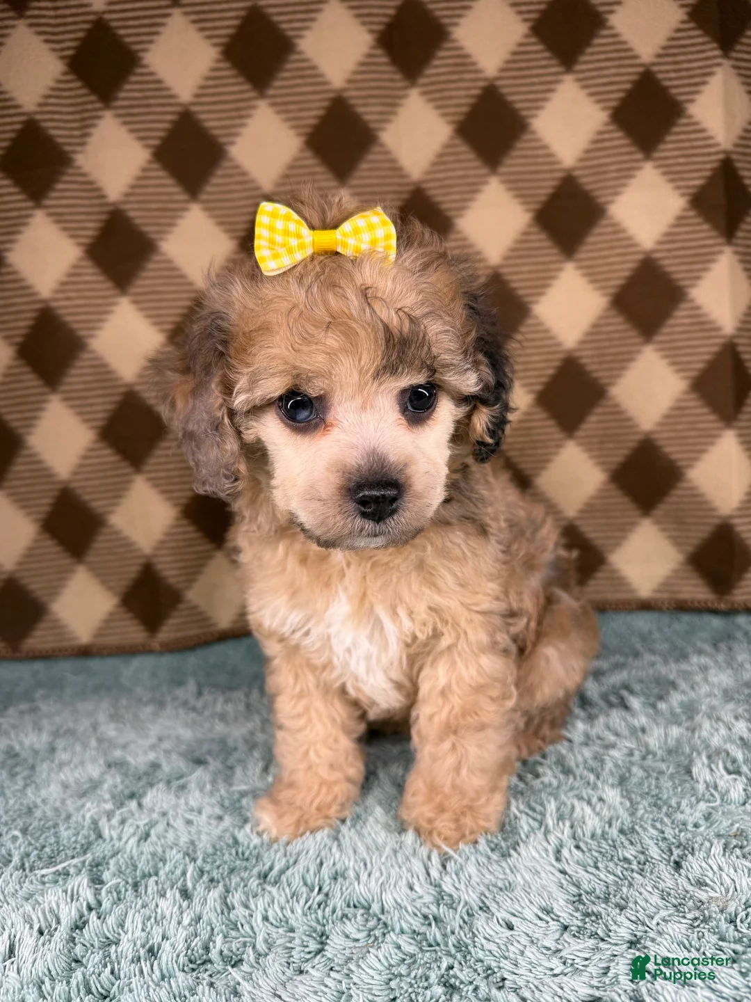 Cockapoo dogs for sale: Honey  - Ad 1