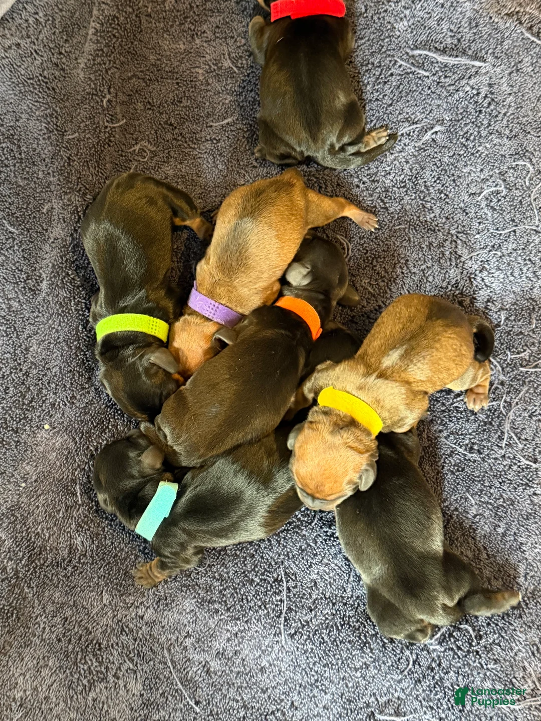 Dachshund dogs for sale: Dachshund 7 - Ad 1