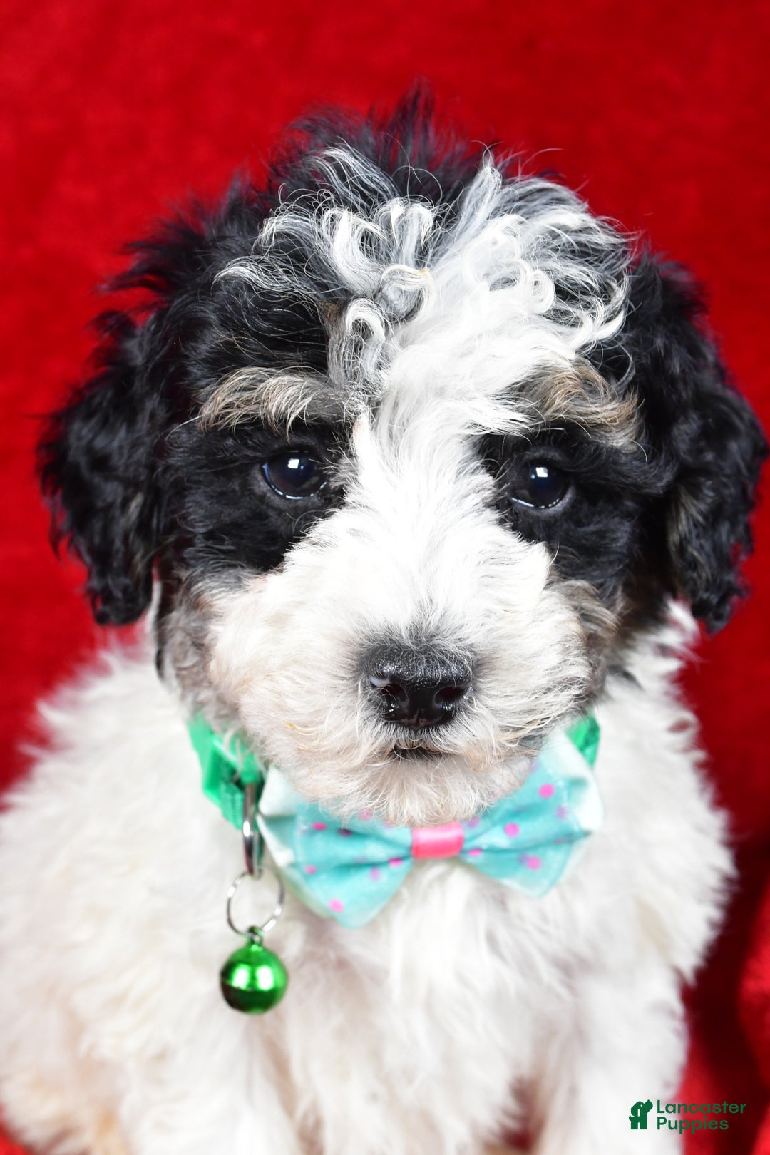 Miniature Poodle dogs for sale: Elias - Ad 6