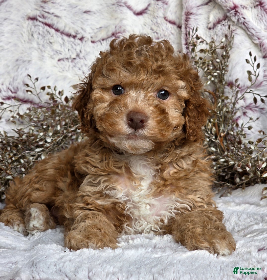 Cockapoo dogs for sale: Nero - Ad 2