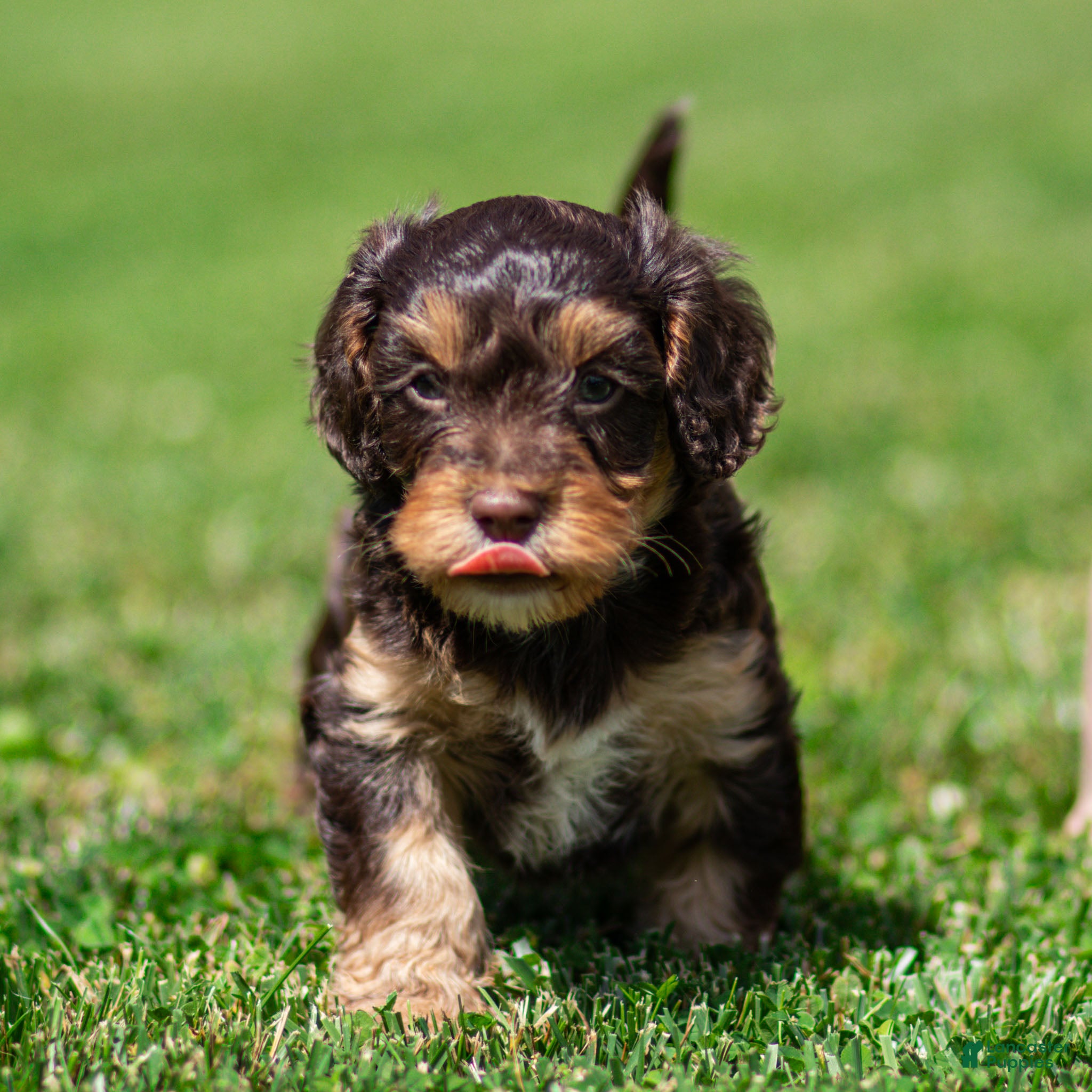 Cavapoo dogs Puddles Cavapoo  - Ad 1