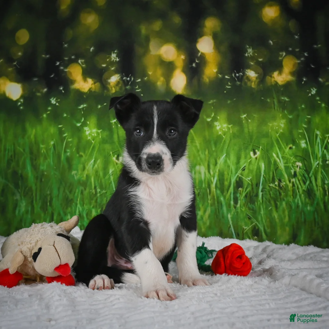 Border Collie dogs for sale: Durango - Ad 1