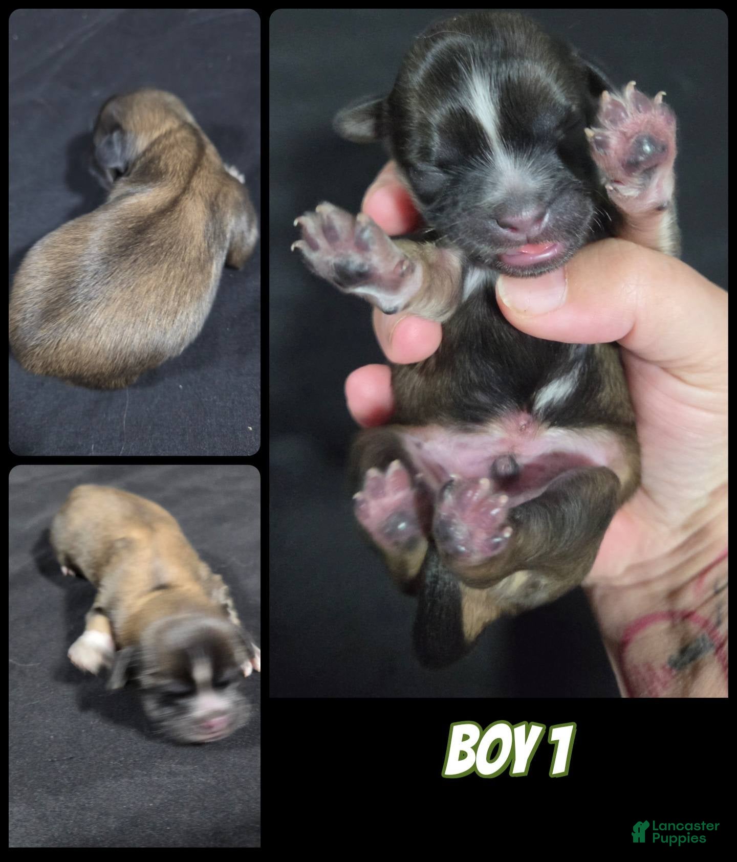 Shih Tzu dogs Shih Tzu Boy 1 - Ad 24