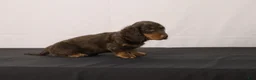 Dachshund dogs for sale: Leo - Ad 6