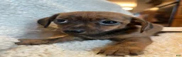 Chiweenie dogs for sale: Red brindle  - Ad 4