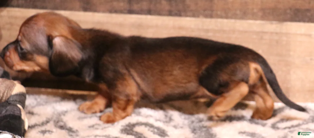 Miniature Dachshund dogs for sale: Scooby red smooth male - Ad 2