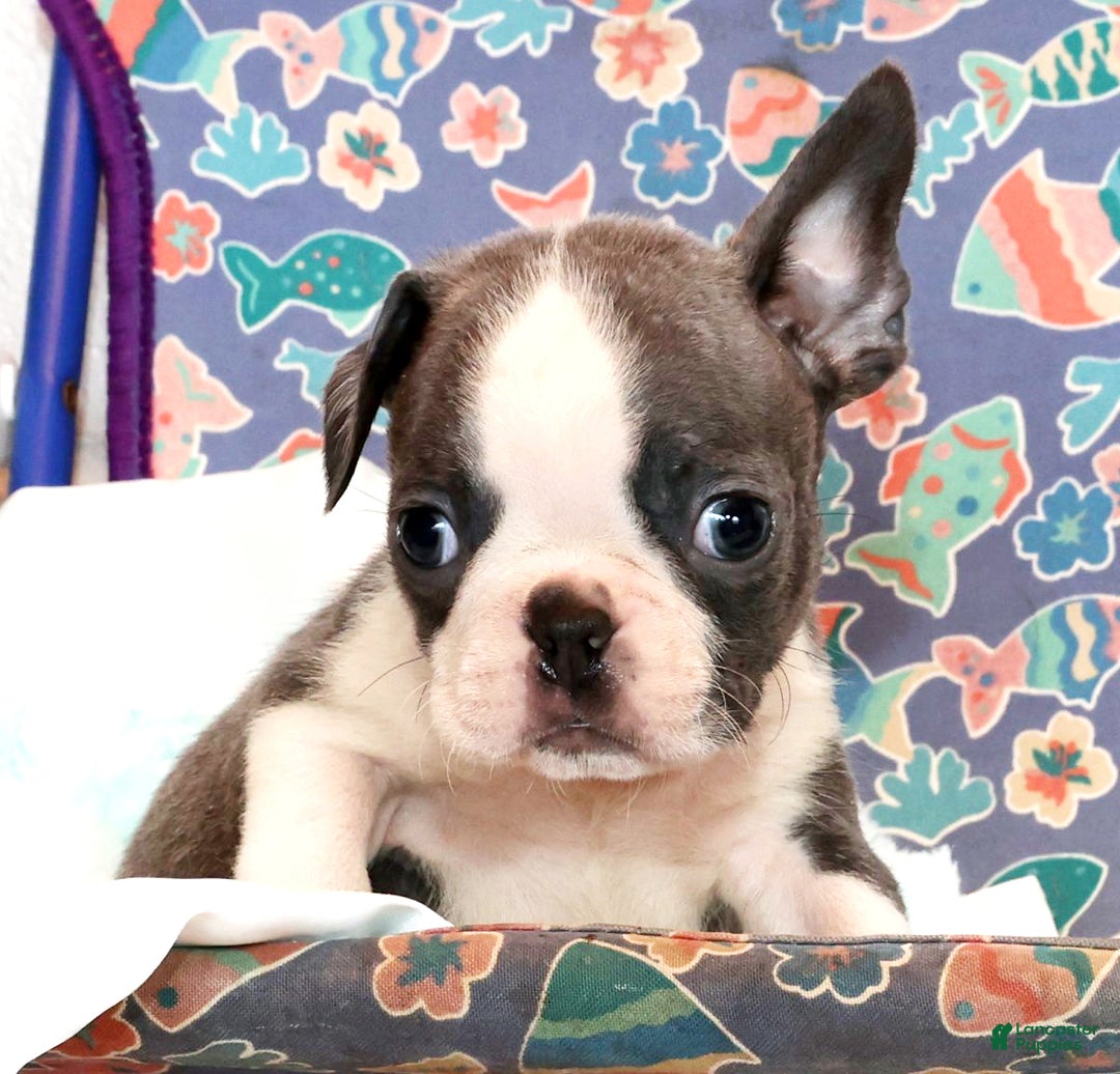Boston Terrier dogs for sale: Blinker - Ad 3