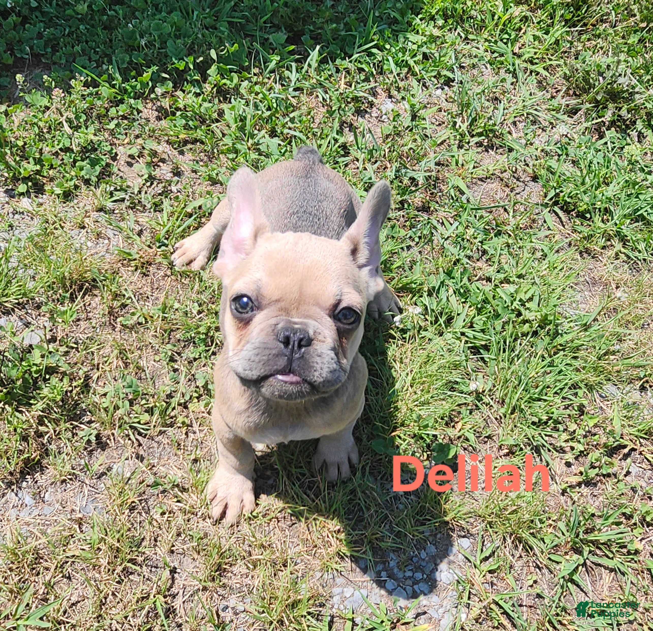 French Bulldog dogs Delilah - Ad 1