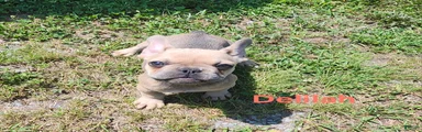 Delilah