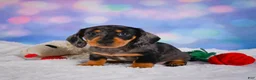 Miniature Dachshund dogs for sale: Rolex - Ad 7