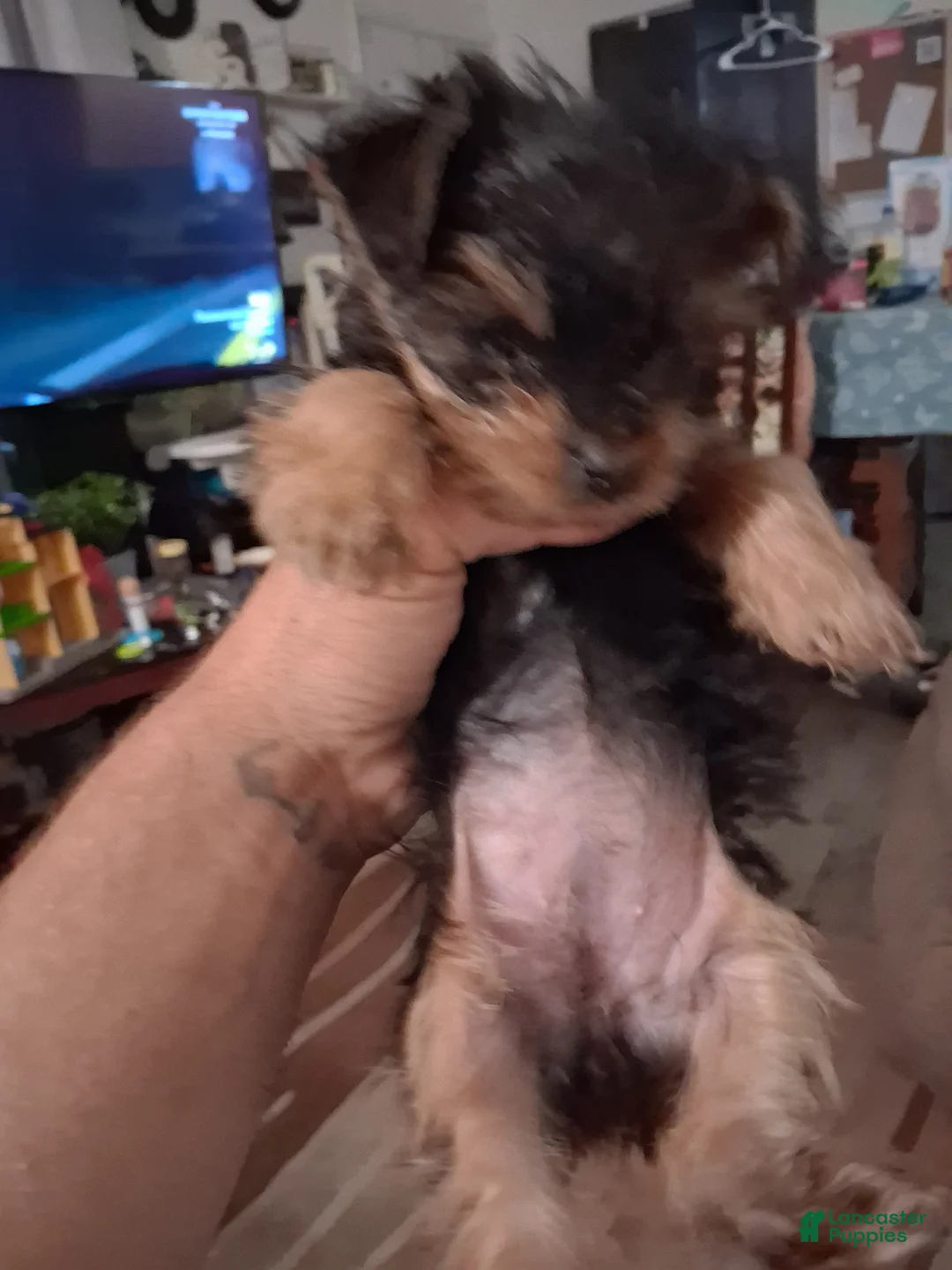Yorkshire Terrier dogs for sale: Yorkshire Terrier Puppy 2 - Ad 3