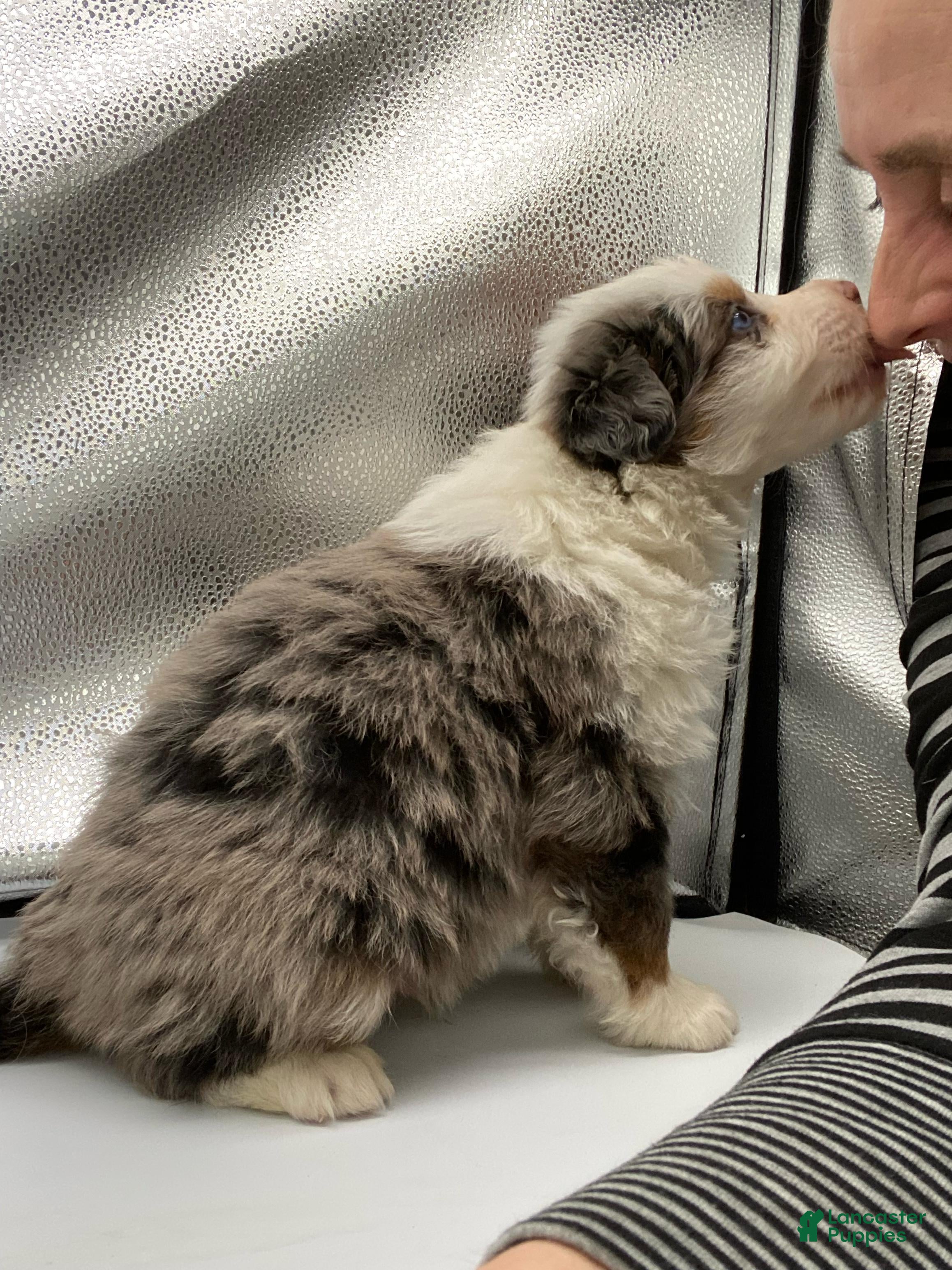 Australian Shepherd dogs Mani - Ad 40