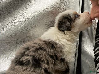 Australian Shepherd dogs Mani - Ad 33