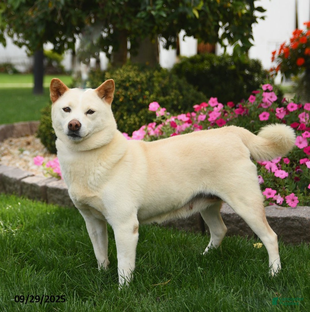 Shiba Inu dogs for sale: Colorado Ranger - Ad 1