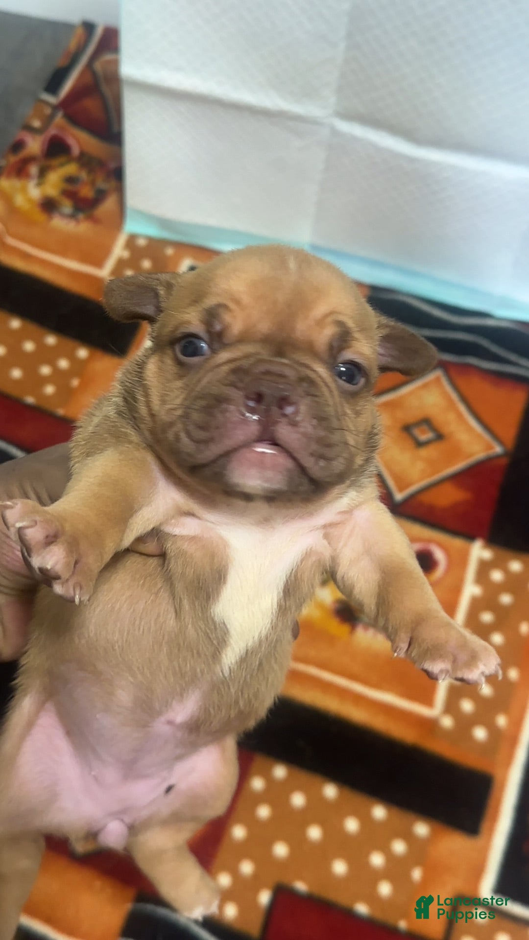 American Bully dogs Mocha - Ad 1