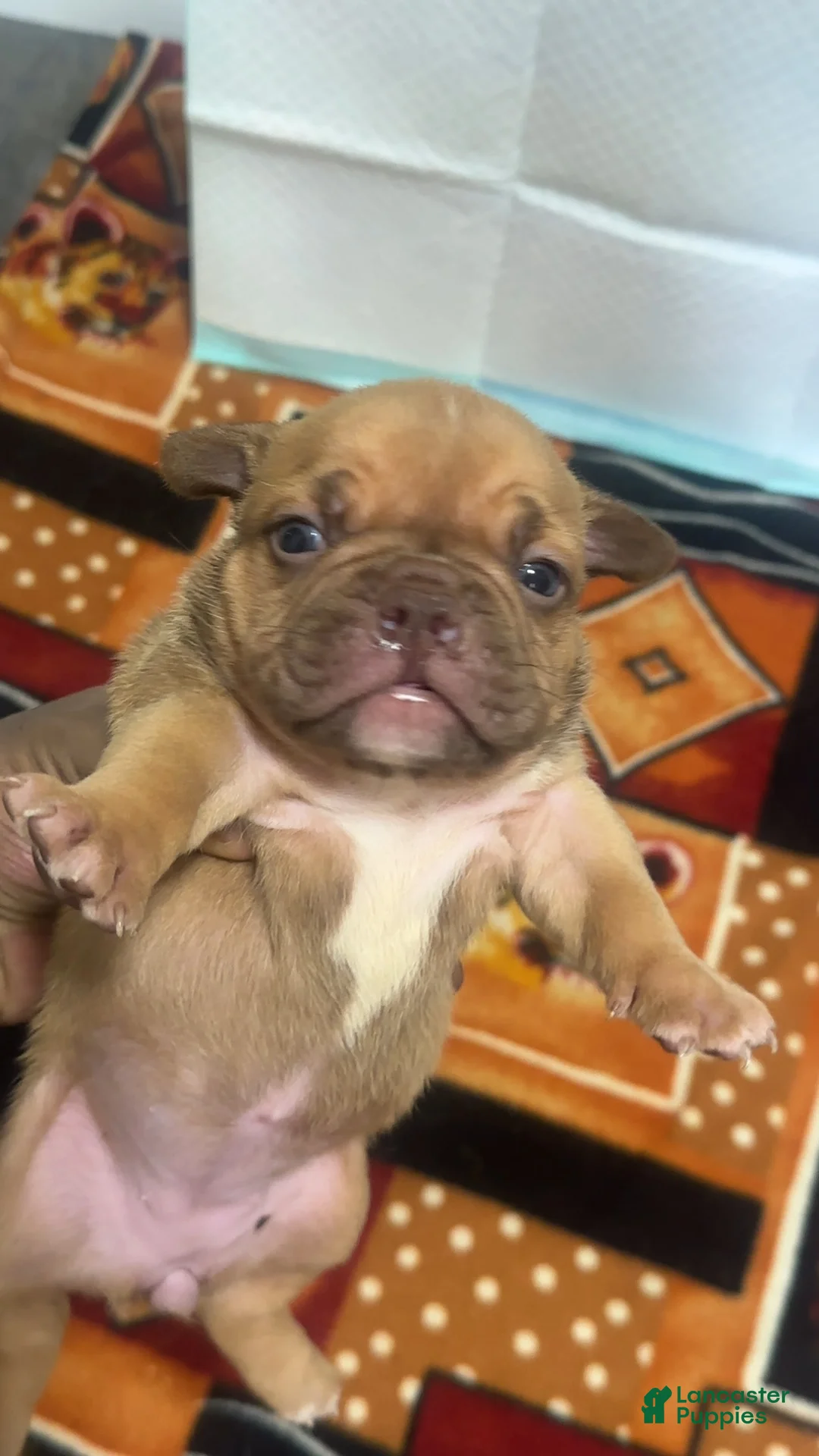 American Bully dogs for sale: Mocha - Ad 1