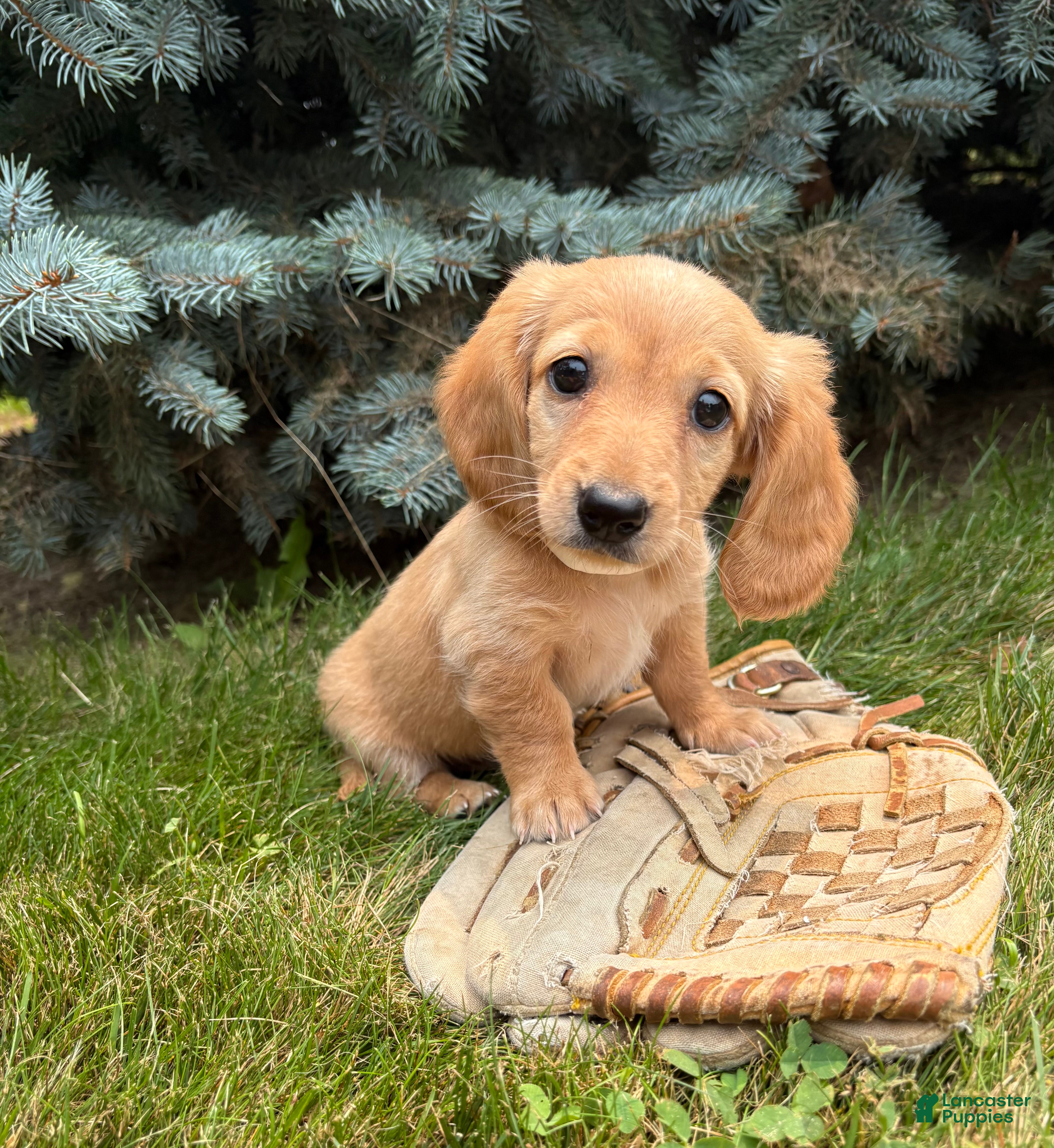 Dachshund dogs Oliver - Ad 1