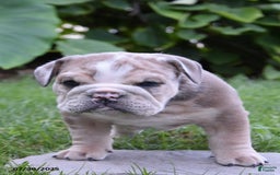 Mixed Breed dogs for sale: Maxie - Image 6