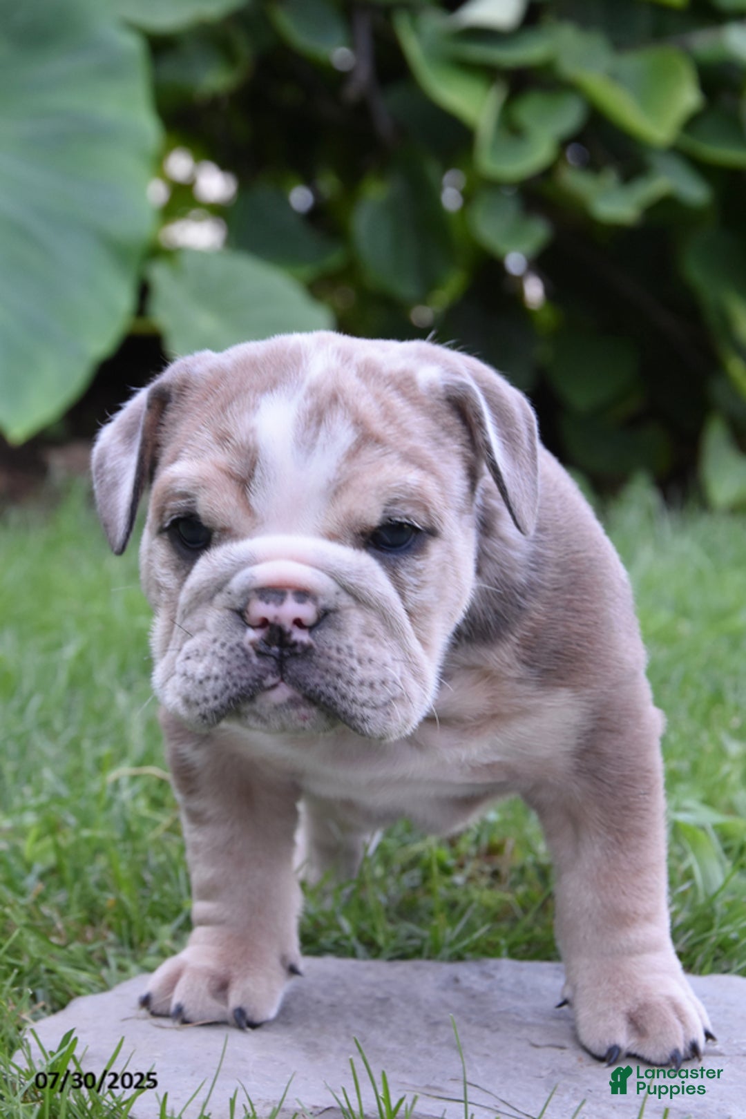 Mixed Breed dogs for sale: Maxie - Ad 6