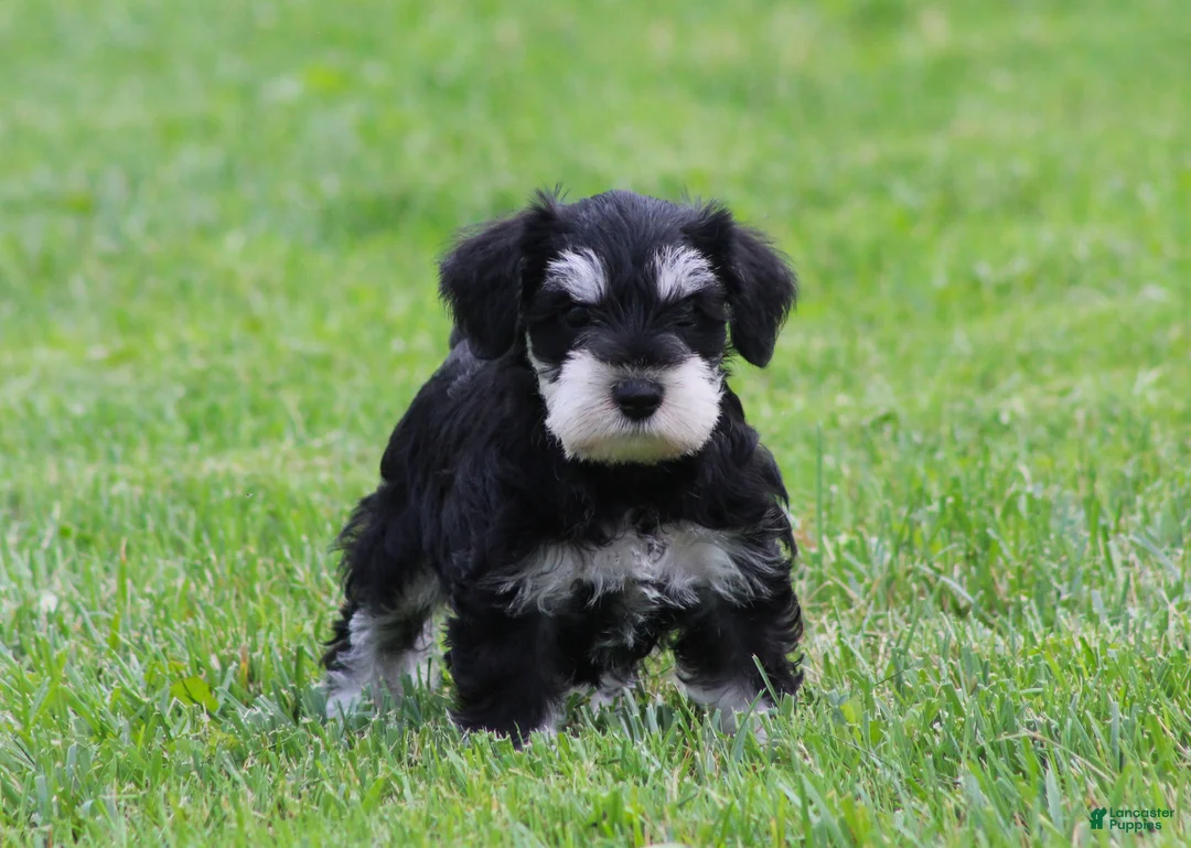 Miniature Schnauzer dogs for sale: Elsa - Ad 1