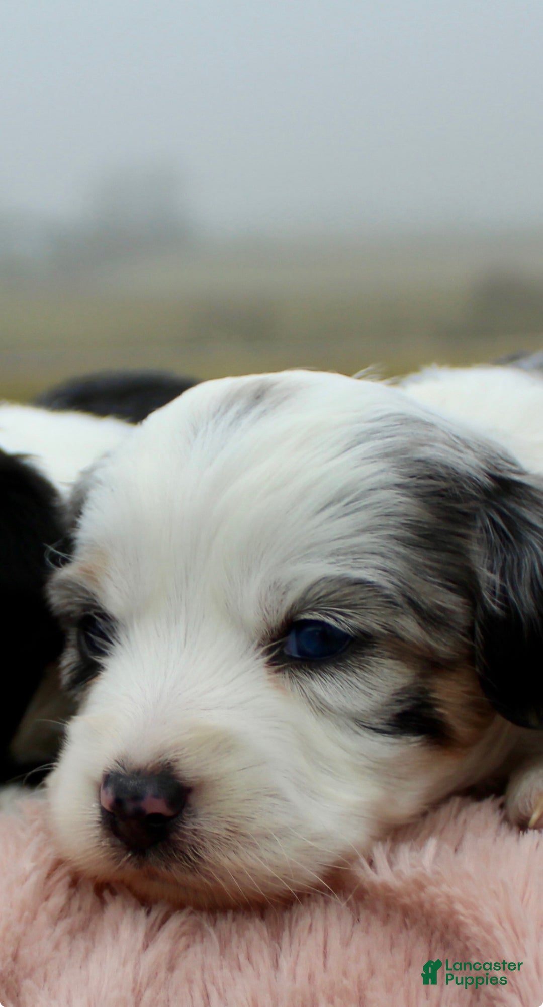 Toy Poodle dogs for sale: Toy Australian Shepherd Puppy Merle Female - Ad 1