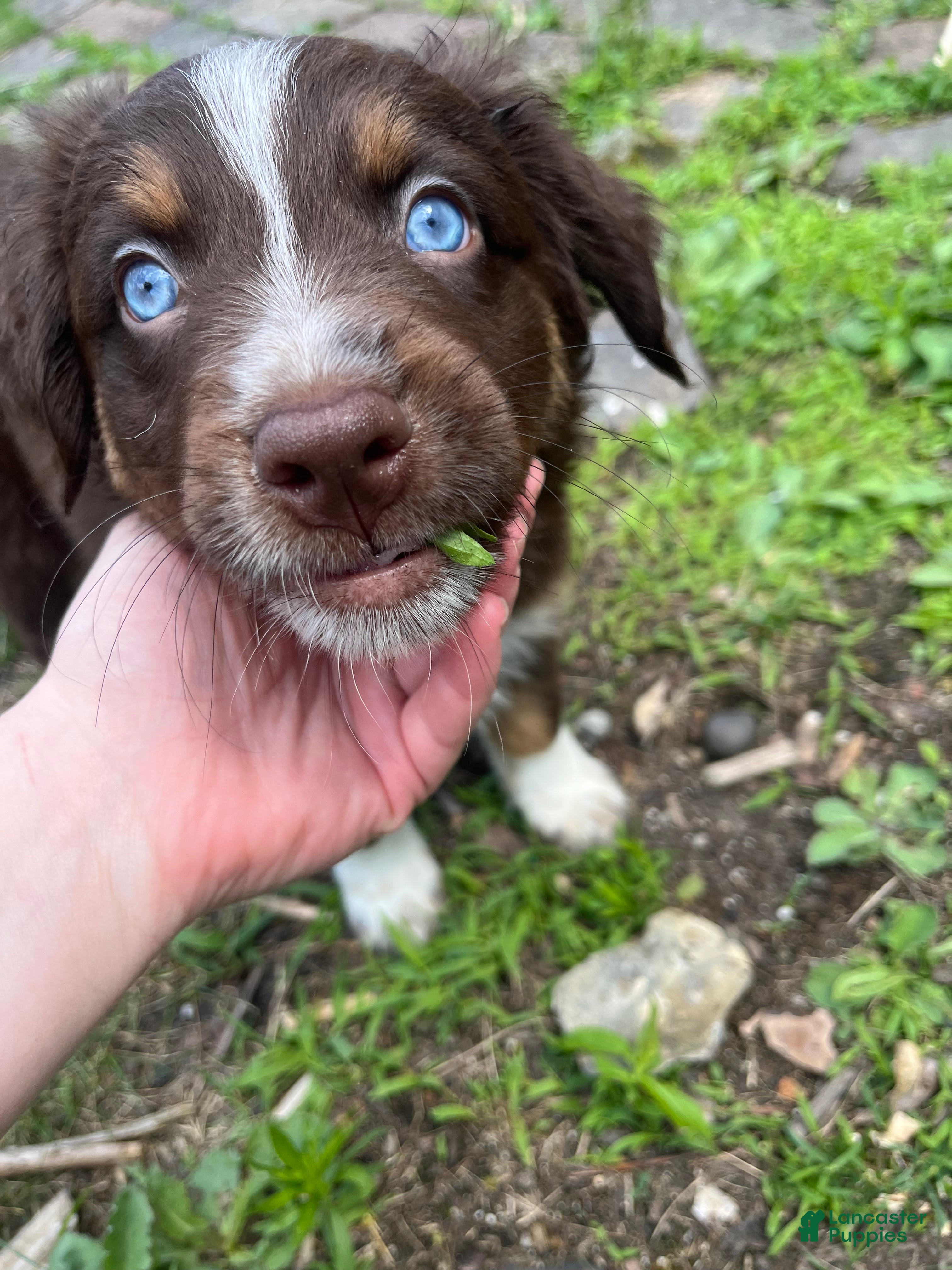 Australian Shepherd dogs Juniper - Ad 40