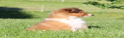 Shetland Sheepdog dogs for sale: Bruno Shetland Sheepdog Puppy  - Ad 5