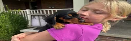 Miniature Dachshund dogs for sale: Tucker - Ad 3