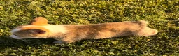 Welsh Corgi Pembroke dogs for sale: Mable - Ad 22