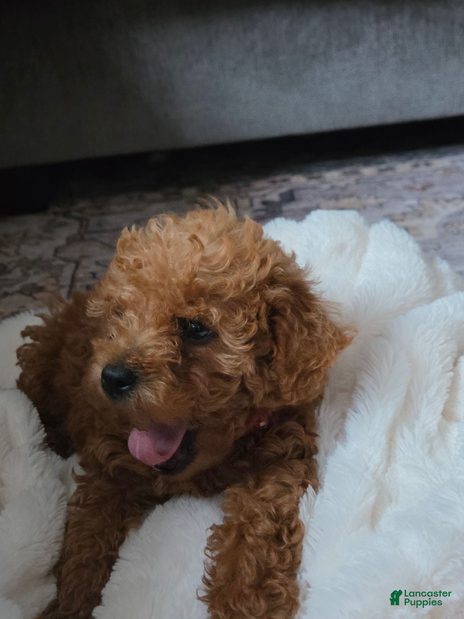 Mini Goldendoodle dogs Chase - Ad 2