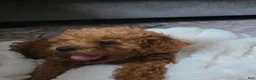Mini Goldendoodle dogs for sale: Chase - Ad 2